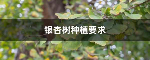 银杏树种植要求