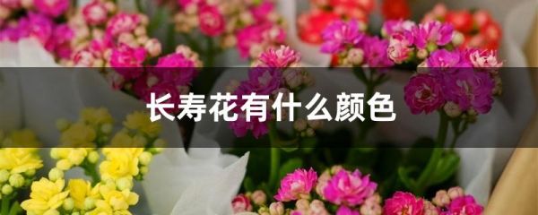 长寿花有什么颜色