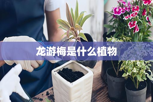 龙游梅是什么植物