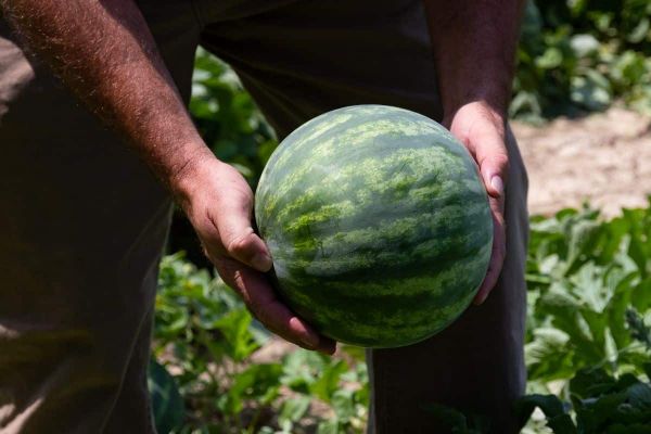 cómo conseguir esta fruta cuadrada