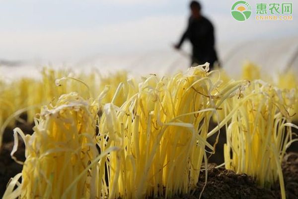 韭黄种植栽培技术要点-图片版权归惠农网所有