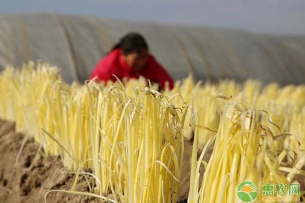 韭黄种植栽培技术要点-图片版权归惠农网所有