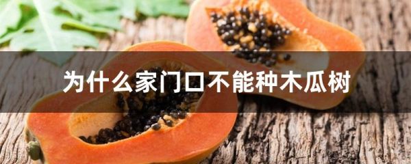 为什么家门口不能种木瓜树