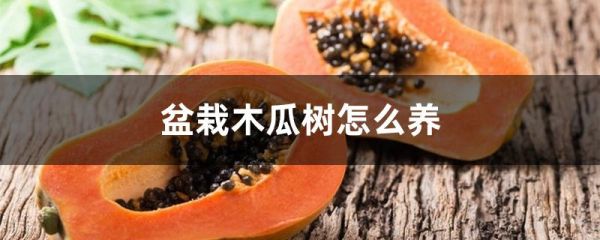 盆栽木瓜树怎么养