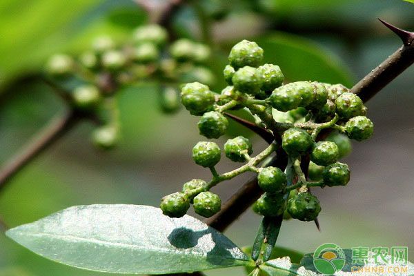 花椒居然可以做盆栽？花椒盆栽的注意要点-图片版权归惠农网所有