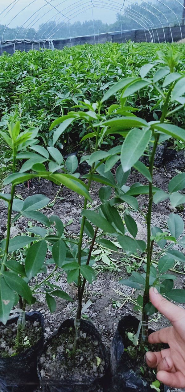 一棵花椒树产几斤花椒?花椒的种植与管理技术