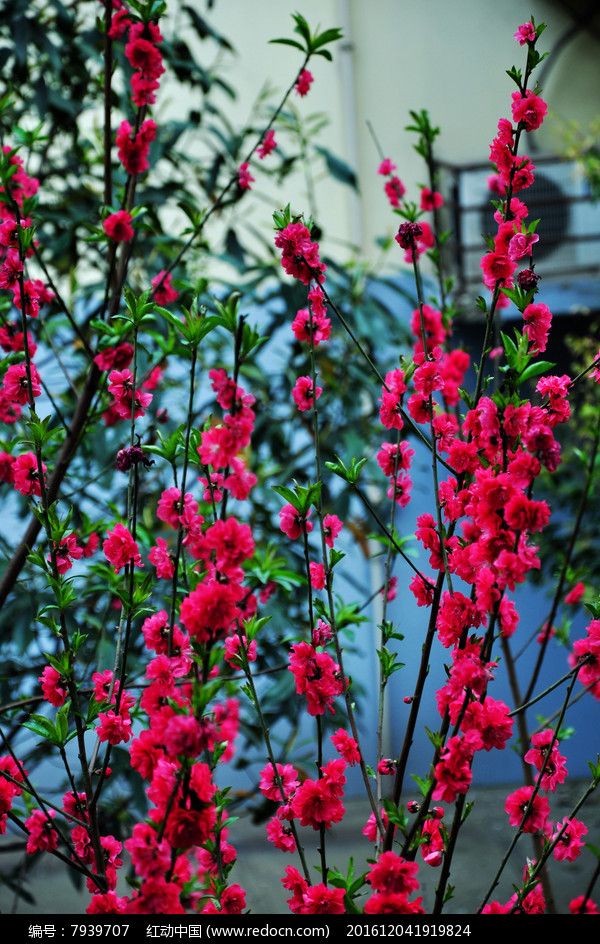 桃花开图片