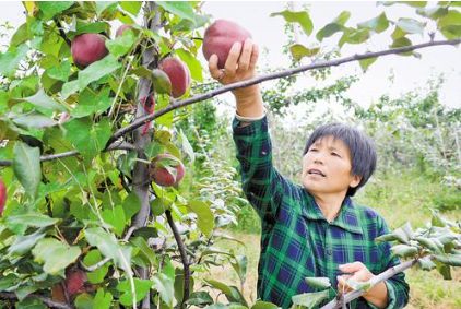 9月20日，果农在武邑县红梨示范园采摘红梨。本报记者 焦 磊摄