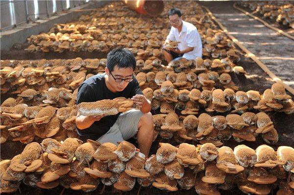 灵芝怎么种植？灵芝的种植时间及管理方法