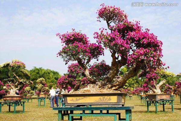 杜鹃花盆景掉叶子怎么办？