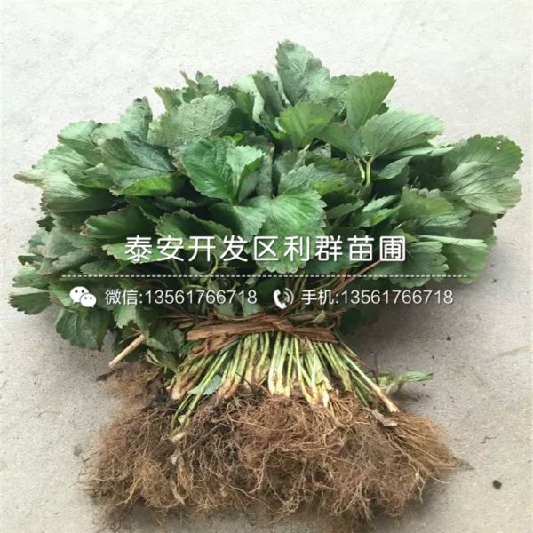 奶油草莓苗、奶油草莓苗报价及价格