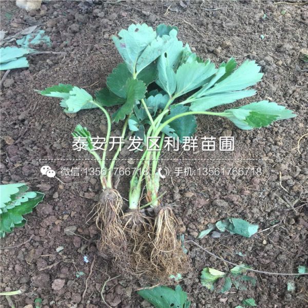 奶油草莓苗、奶油草莓苗报价及价格