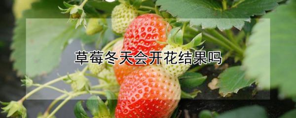 草莓冬天会开花结果吗