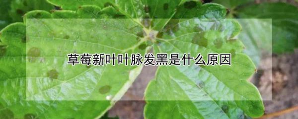 草莓新叶叶脉发黑是什么原因