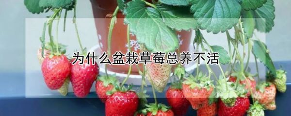 为什么盆栽草莓总养不活