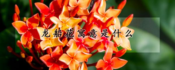 龙船花寓意是什么