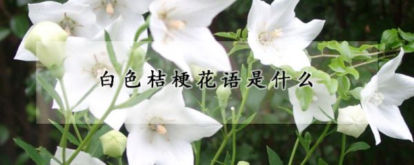 白色桔梗花语是什么