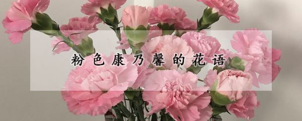 粉色康乃馨的花语