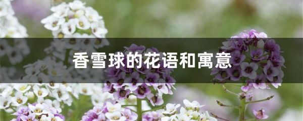 香雪球的花语和寓意