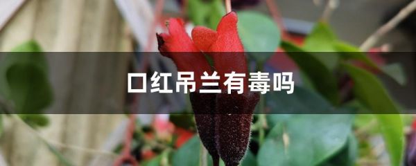 口红吊兰有毒吗