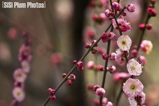 梅花的资料