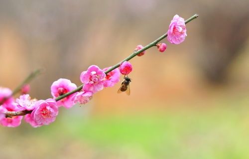 关于梅花的资料