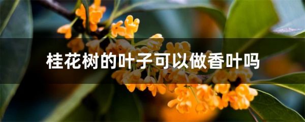 桂花树的叶子可以做香叶吗