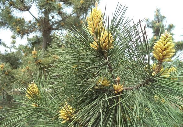 松树会开花吗？松树什么时候开花