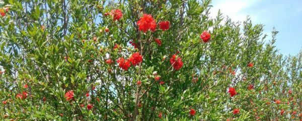 西安市花是什么花