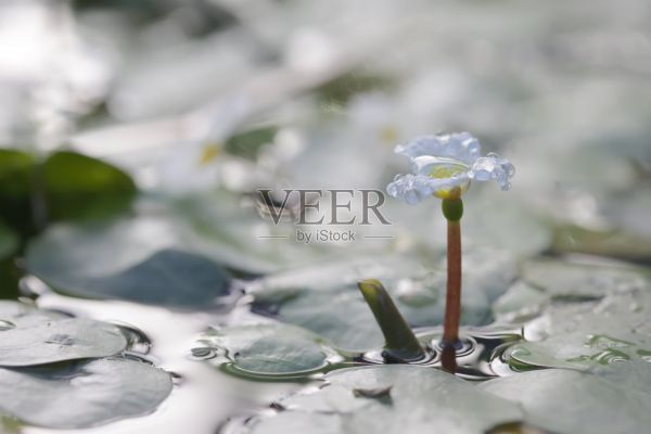 水生植物，水菖蒲科的花照片摄影图片