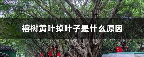 榕树黄叶掉叶子是什么原因