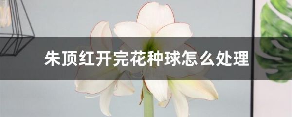 朱顶红开完花种球怎么处理