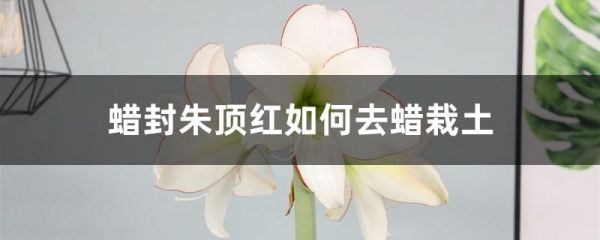 蜡封朱顶红如何去蜡栽土