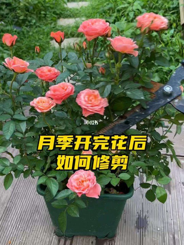 月季花怎么正确的修剪处理