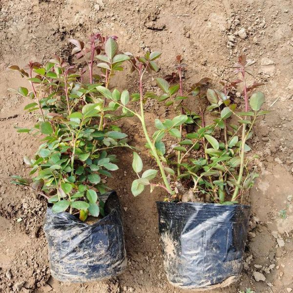 基地供应丰花月季 绿化用时令草花 丰花月季报价