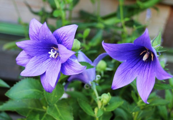 桔梗（Platycodon grandiflorus）——草本植物27