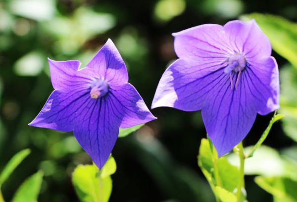 桔梗（Platycodon grandiflorus）——草本植物27