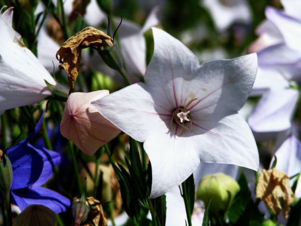 桔梗（Platycodon grandiflorus）——草本植物27