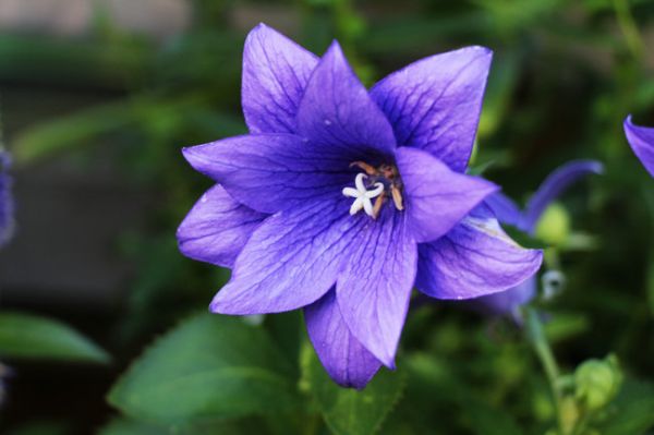 桔梗（Platycodon grandiflorus）——草本植物27