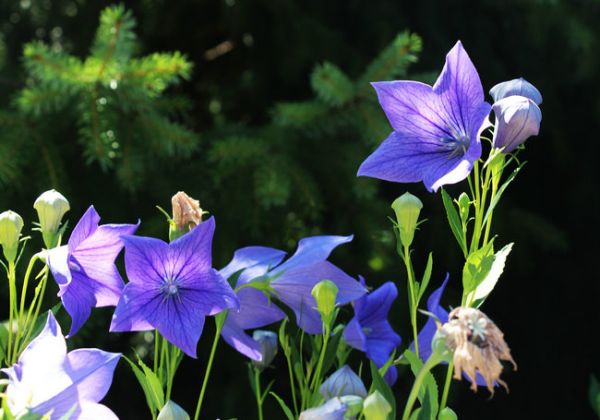 桔梗（Platycodon grandiflorus）——草本植物27