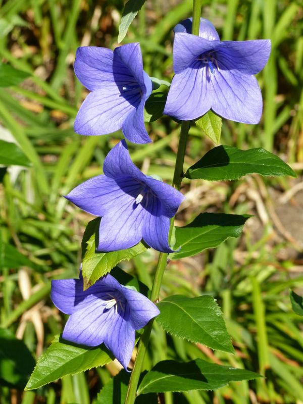 桔梗（Platycodon grandiflorus）——草本植物27