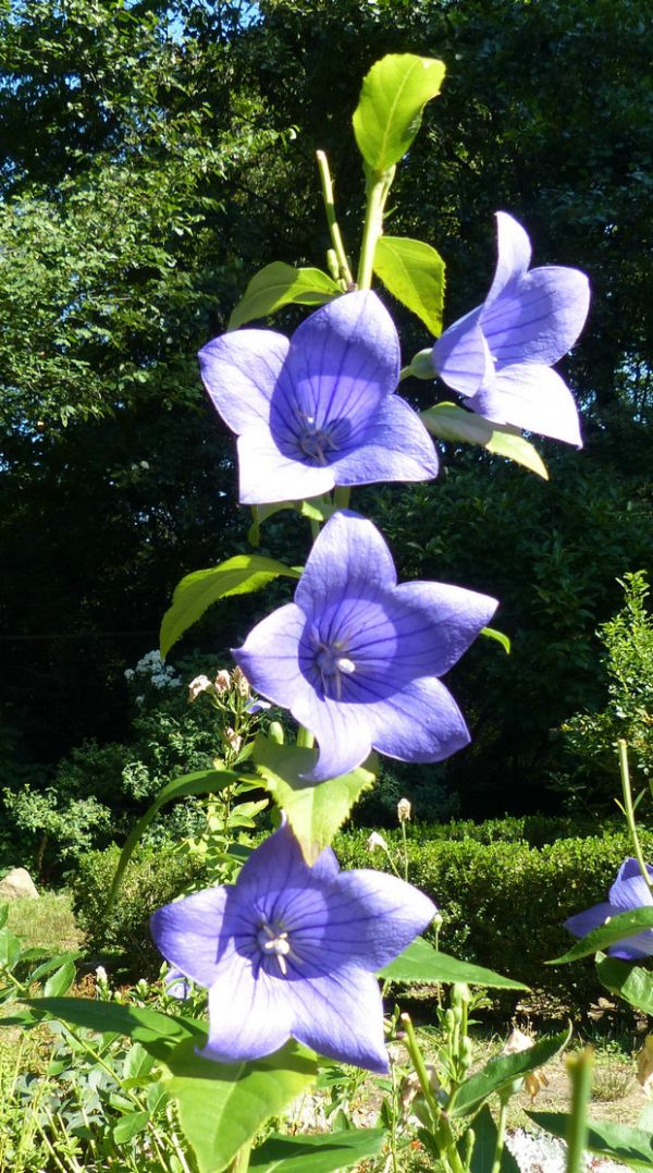 桔梗（Platycodon grandiflorus）——草本植物27