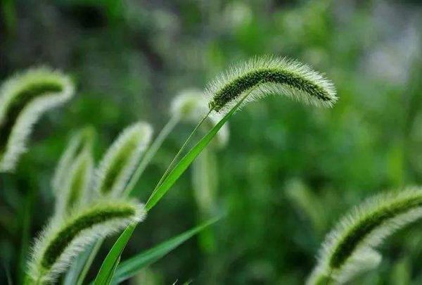 狗尾巴草的花语是什么？狗尾巴草的寓意和象征