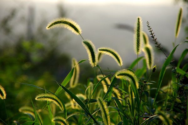 狗尾巴草的花语是什么？狗尾巴草的寓意和象征