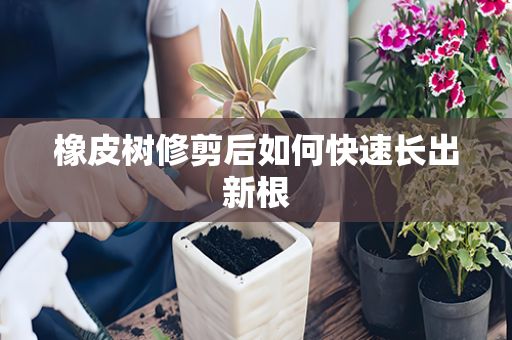 橡皮树修剪后如何快速长出新根