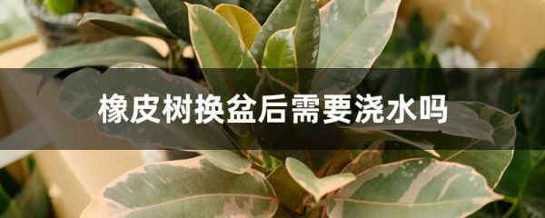 橡皮树换盆后需要浇水吗