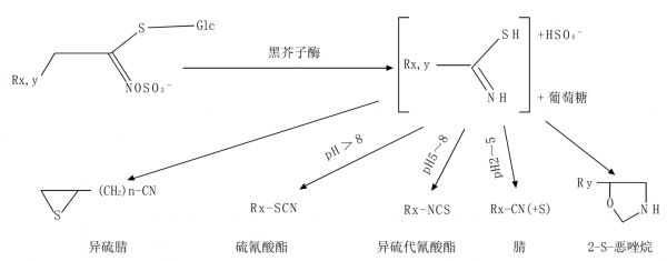 芥子油苷的酶解反应