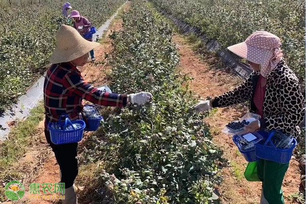 蓝莓种植方法和管理技术-图片版权归惠农网所有