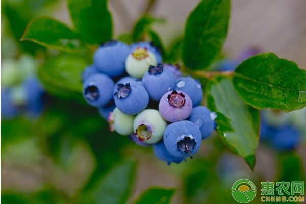 蓝莓种植方法和管理技术-图片版权归惠农网所有