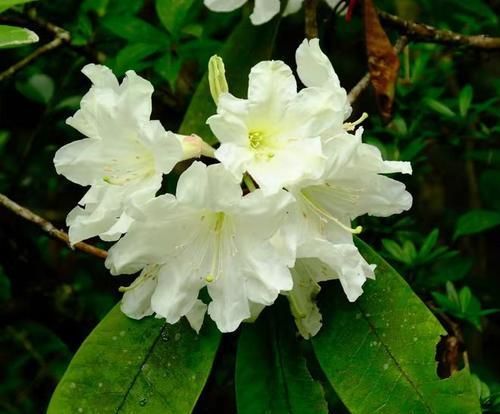 杜鹃花是否能够承受雨水的冲刷（探究杜鹃花的生长环境和饮水习惯）